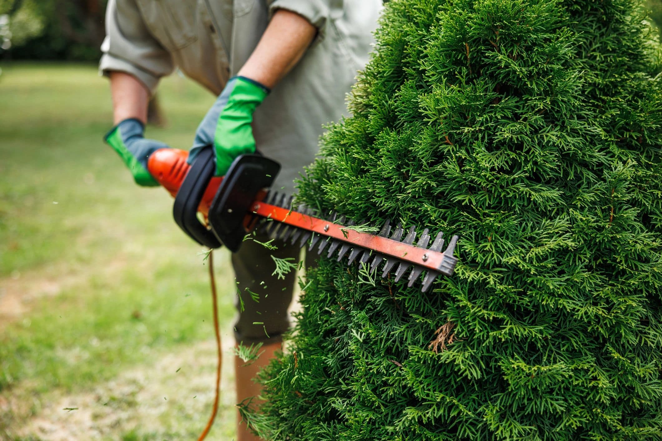 Bush Trimming