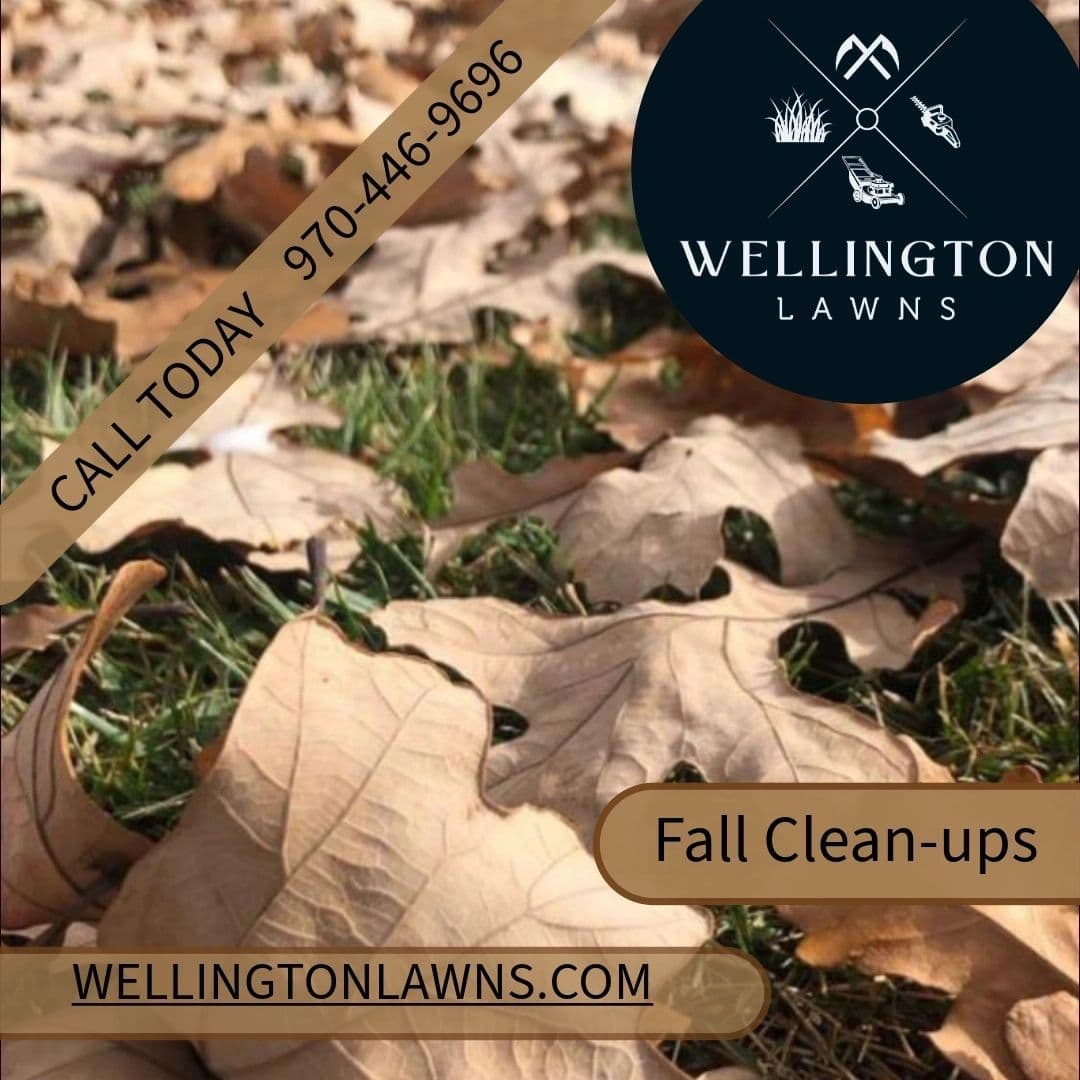 Leaf Collection & Seasonal Cleanup