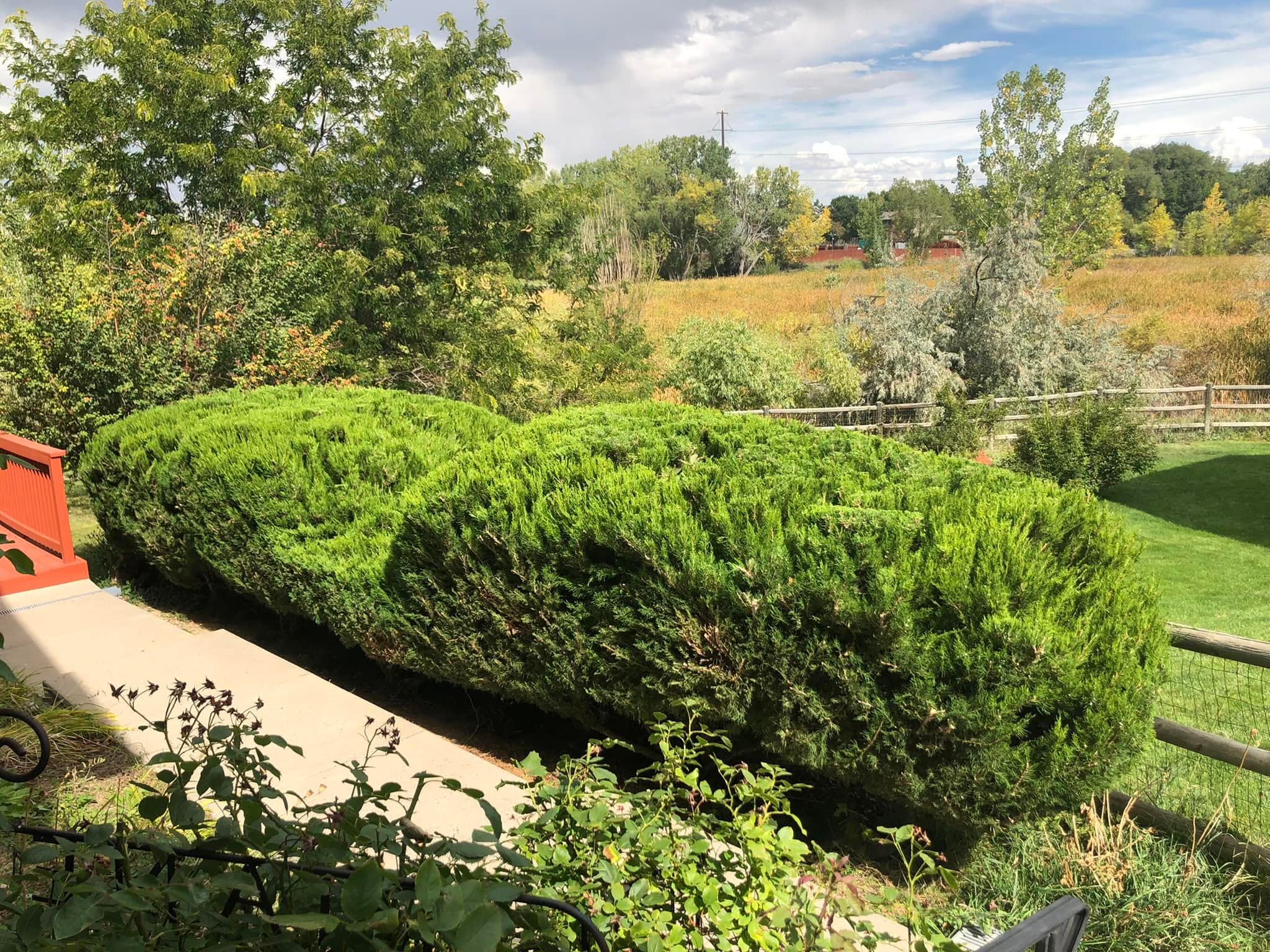 Trimmed shrub on mowed lawn