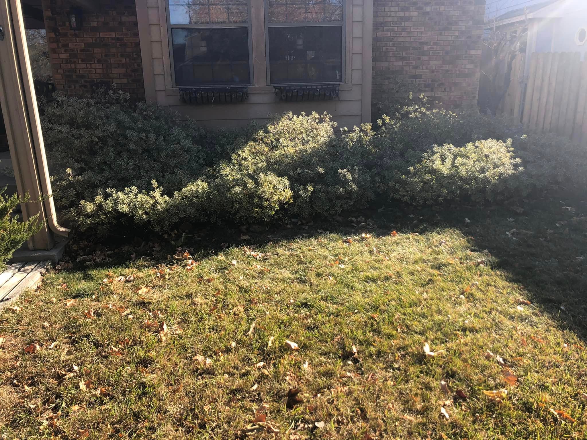 Foundation landscaping with yellow flowers