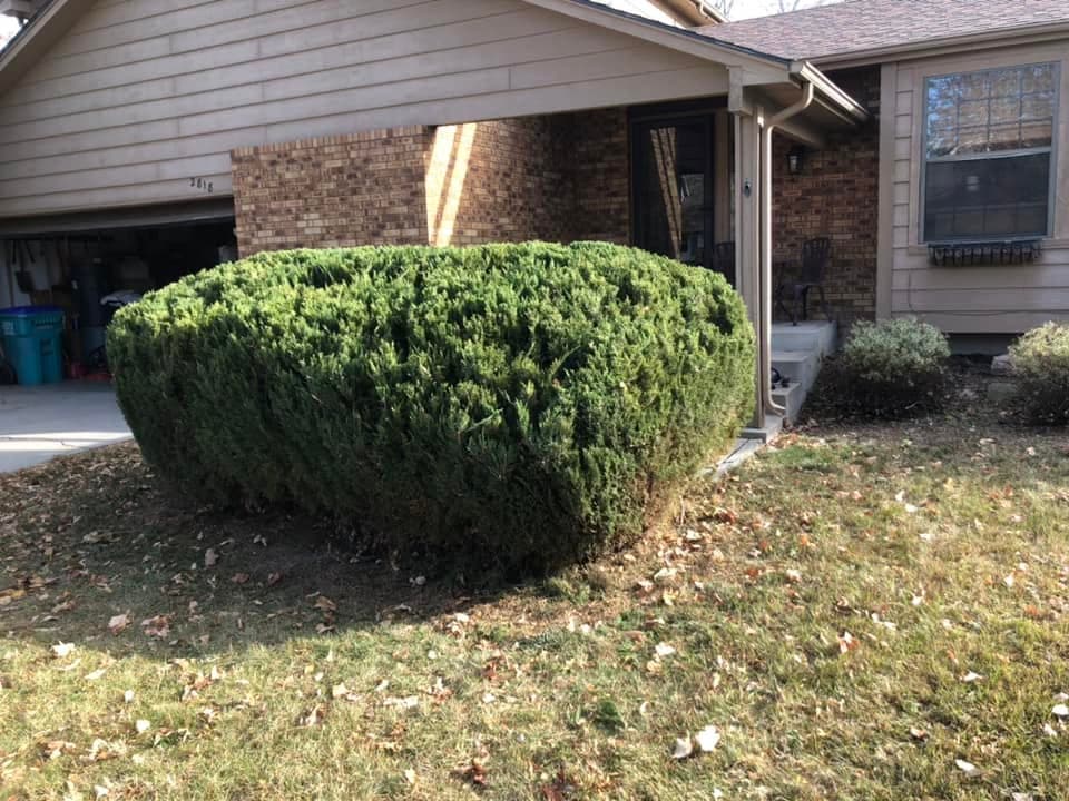 Rounded hedge at brick home